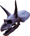 Triceratops2.png
