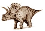 Arrhinoceratops
