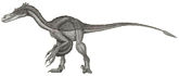 v�lociraptor