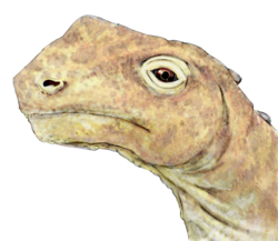  Tête d'abrosaurus