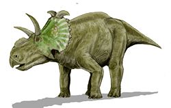  Albertaceratops nesmoi