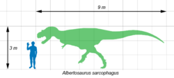 Comparaison de taille entre l'homme et Albertosaurus.