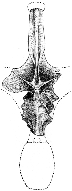 Figure de Cope illustrant Amphicoelias fragillimus