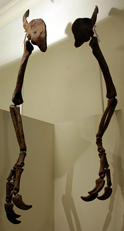 Réplique du squelette originel, American Museum of Natural History.