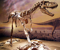  Squelette d'Albertosaurus au  Royal Tyrrell Museum, Alberta, Canada.