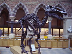  Squelette d'Edmontosaurus