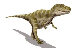  Gorgosaurus libratus