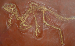  Heterodontosaurus