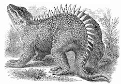  Hylaeosaurus par Benjamin W. Hawkins extrait de Johnsons Natural History (1871)