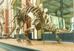  squelette de Kentrosaurusà Berlin