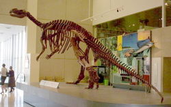 Squelette de Muttaburrasaurus au Queensland Museum, vue de dos