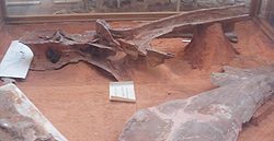  Vertèbre de Rebbachisaurus Garasbae