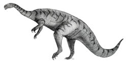  Platéosaure (Plateosaurus)