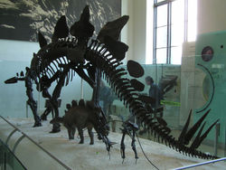  Squelette de stégosaure