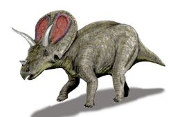  Torosaurus latus