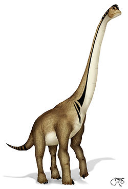  Ultrasaurus sp.