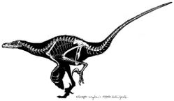  Velociraptor