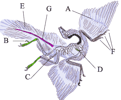 Archaeopteryx schema small.gif